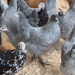 Fur and Feathers - Chickens we purchased