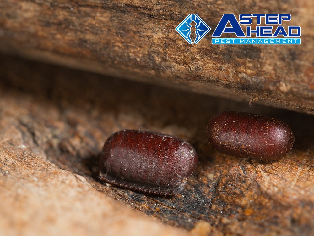 A STEP AHEAD PEST MANAGEMENT Updated June 2024 Albuquerque, New