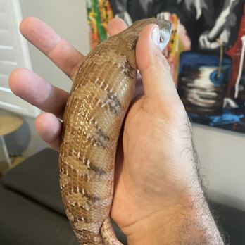 Dave’s Skinks - Pet Breeders Near Me Dave’s Skinks - Pet Breeders Near Me