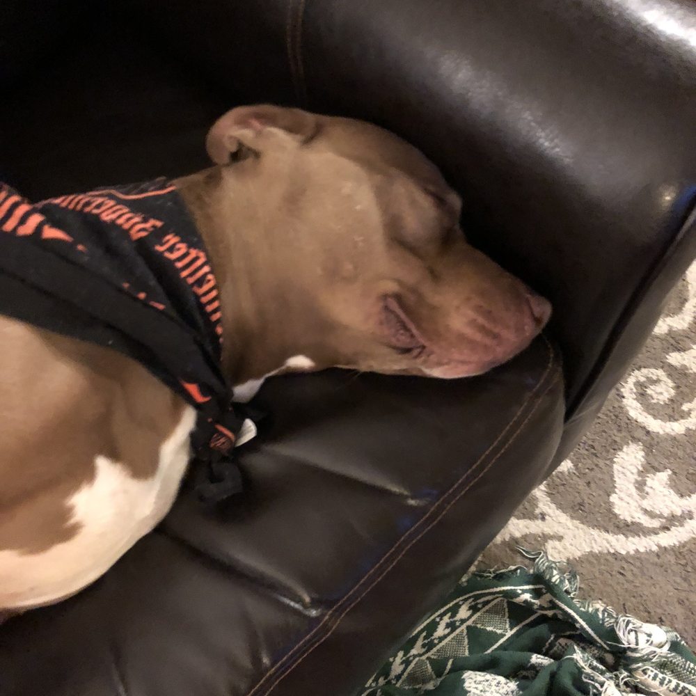 A happy pup after coming home from PC's! A happy pup after coming home from PC's!