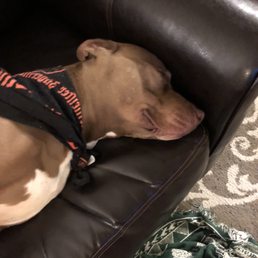 A happy pup after coming home from PC's!