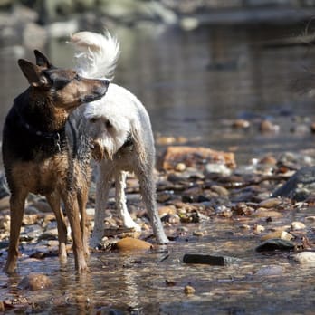 Arlington Dog Nanny - Dog Walkers Near Me - Arlington, Virginia Arlington Dog Nanny - Dog Walkers Near Me - Arlington, Virginia