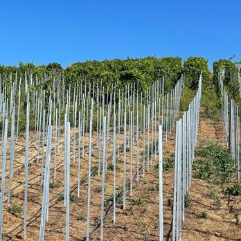 Stolpman Vineyards - Future vines in the making - Wine Tasting Room Near Me - Los Olivos, California Stolpman Vineyards - Future vines in the making - Wine Tasting Room Near Me - Los Olivos, California