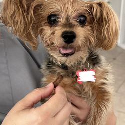 The Visiting Vet Tech