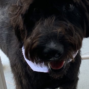 Pedigree Pet Spa Llc - Mona on 5/15/20 just back from this pet Spa! - Pet Groomers Near Me - Metuchen, New Jersey Pedigree Pet Spa Llc - Mona on 5/15/20 just back from this pet Spa! - Pet Groomers Near Me - Metuchen, New Jersey