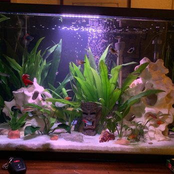 405 Tropical Fish - Been going here for all my aquarium needs. Best prices in town and the staff are very knowledgeable. - Local Fish Stores Near Me - Westminster, California 405 Tropical Fish - Been going here for all my aquarium needs. Best prices in town and the staff are very knowledgeable. - Local Fish Stores Near Me - Westminster, California