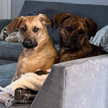 Camp Happy Tails NYC Rescue - Our new addition, Buddy, is on the left and Lilly, is on the right - Animal Shelters Near Me Camp Happy Tails NYC Rescue - Our new addition, Buddy, is on the left and Lilly, is on the right - Animal Shelters Near Me
