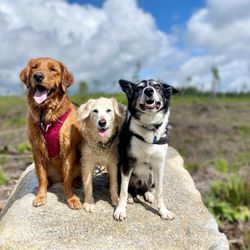 K9 Ascent - Out on a hike!