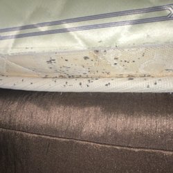 Bed bugs...