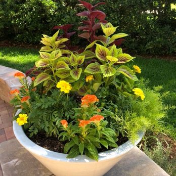 Elegant Outdoors - Client Planting - Landscaping Near Me - Saint Simons Island, Georgia Elegant Outdoors - Client Planting - Landscaping Near Me - Saint Simons Island, Georgia