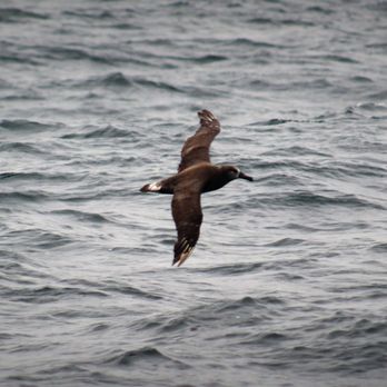 Discovery Whale Watch - Whale Watching Tours Near Me - Monterey, California