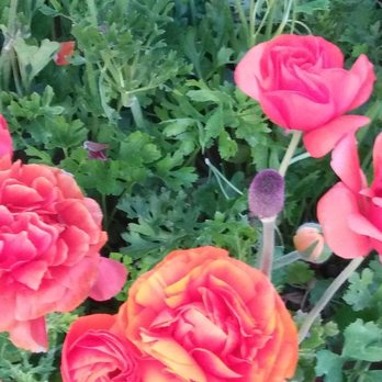 The Flower Fields - Flowers - Venues & Event Spaces Near Me - Carlsbad, California