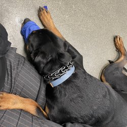 Midnight Sun Animal Hospital & Emergency Care - At the vet that day