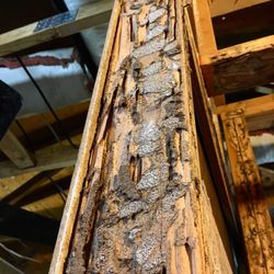 ACI Pest & Lawn Solutions - Marble Falls - termite damage
