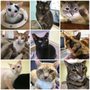Photo of Beyond Nine Cat Rescue