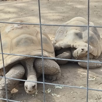 Central Coast Zoo - Very active Tortises - Zoos Near Me - Atascadero, California Central Coast Zoo - Very active Tortises - Zoos Near Me - Atascadero, California