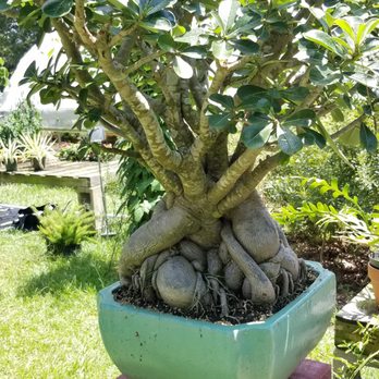 Wild Thyme Farms & Nursery - Nurseries & Gardening Near Me - Folsom, Louisiana Wild Thyme Farms & Nursery - Nurseries & Gardening Near Me - Folsom, Louisiana