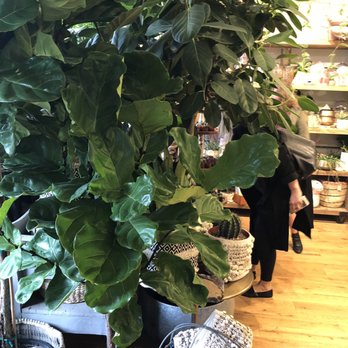 Mahonia - Gift Shops Near Me - Louisville, Kentucky Mahonia - Gift Shops Near Me - Louisville, Kentucky
