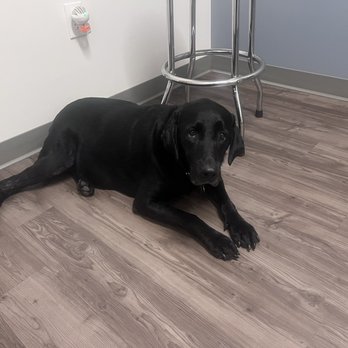 Hillcrest Veterinary Hospital - Lacy - Veterinarians Near Me - Pleasant Hill, California Hillcrest Veterinary Hospital - Lacy - Veterinarians Near Me - Pleasant Hill, California