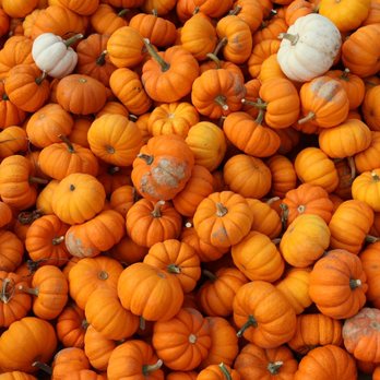 Tuttle Orchards - Mini pumpkin gourds - Fruits & Veggies Near Me - Greenfield, Indiana Tuttle Orchards - Mini pumpkin gourds - Fruits & Veggies Near Me - Greenfield, Indiana