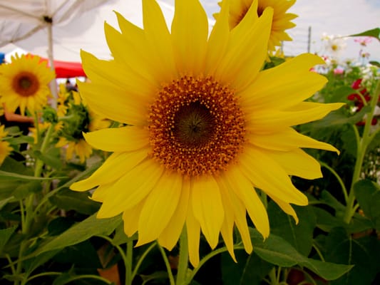 Smorgasburg Williamsburg by null