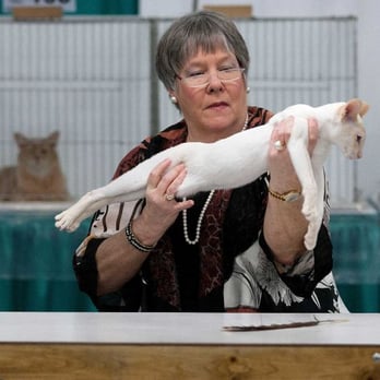 HOUSTON CAT SHOW - Updated February 2026 - 1001 Avenida De Las Americas