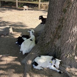 Abbey Farms - goats
