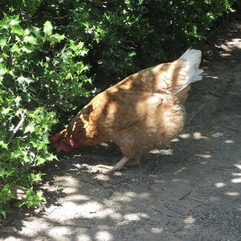 Filoli - random chicken - Botanical Gardens Near Me - Woodside, California