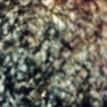Indoor Science - You can see black mold slime hairs destroyed - Environmental Testing Near Me Indoor Science - You can see black mold slime hairs destroyed - Environmental Testing Near Me