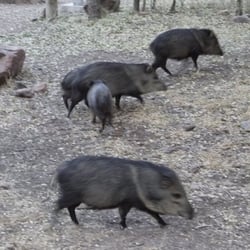Davis Mountains Campground - Campground Besucher - Javelinas