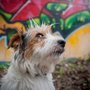 Photo of Scruffy Dog Photography