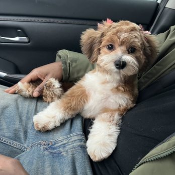 Pet Palace Grooming Salon - Turns out she's really a girl - Pet Groomers Near Me - Chicago, Illinois