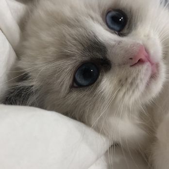 Rhetorical Ragdolls - Pet Breeders Near Me Rhetorical Ragdolls - Pet Breeders Near Me