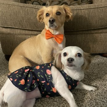 OC Pet Grooming - New Haircuts - Pet Groomers Near Me - La Habra, California OC Pet Grooming - New Haircuts - Pet Groomers Near Me - La Habra, California