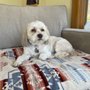 Photo of Stylish Paws By Ashley