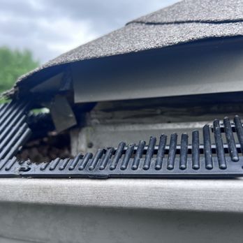 Local Guy Pest Control - Squirrels in Lee's Summit Spring 2025 - Pest Control Near Me
