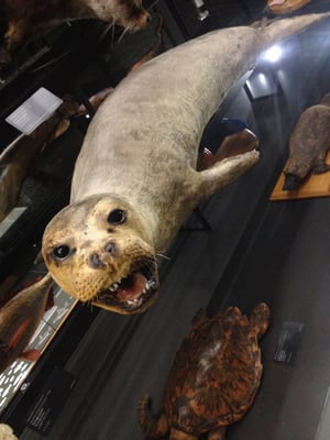 Museum of Natural Sciences of Barcelona by null