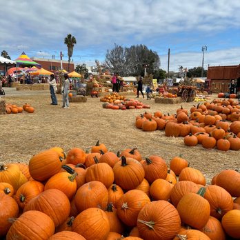 Shawn's Pumpkin Patch - Pumpkin Patches Near Me - Culver City , California