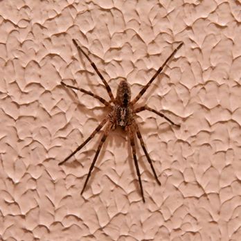 Debolt Termite & Pest Control - Home Inspectors Near Me - Hemet, California Debolt Termite & Pest Control - Home Inspectors Near Me - Hemet, California