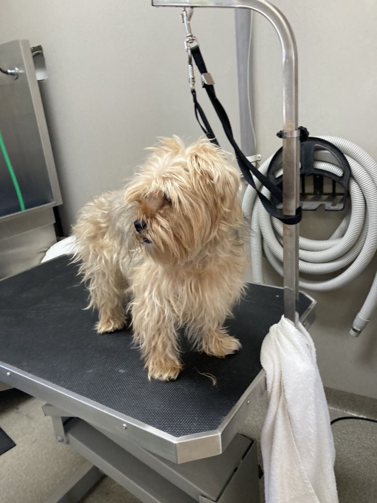 PATTY PET SPA MOBILE Updated July 2024 Request an Appointment