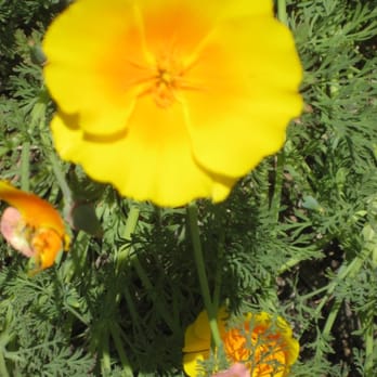 Shipley Nature Center - California poppy. - Community Service/Non-Profit Near Me - Huntington Beach, California Shipley Nature Center - California poppy. - Community Service/Non-Profit Near Me - Huntington Beach, California