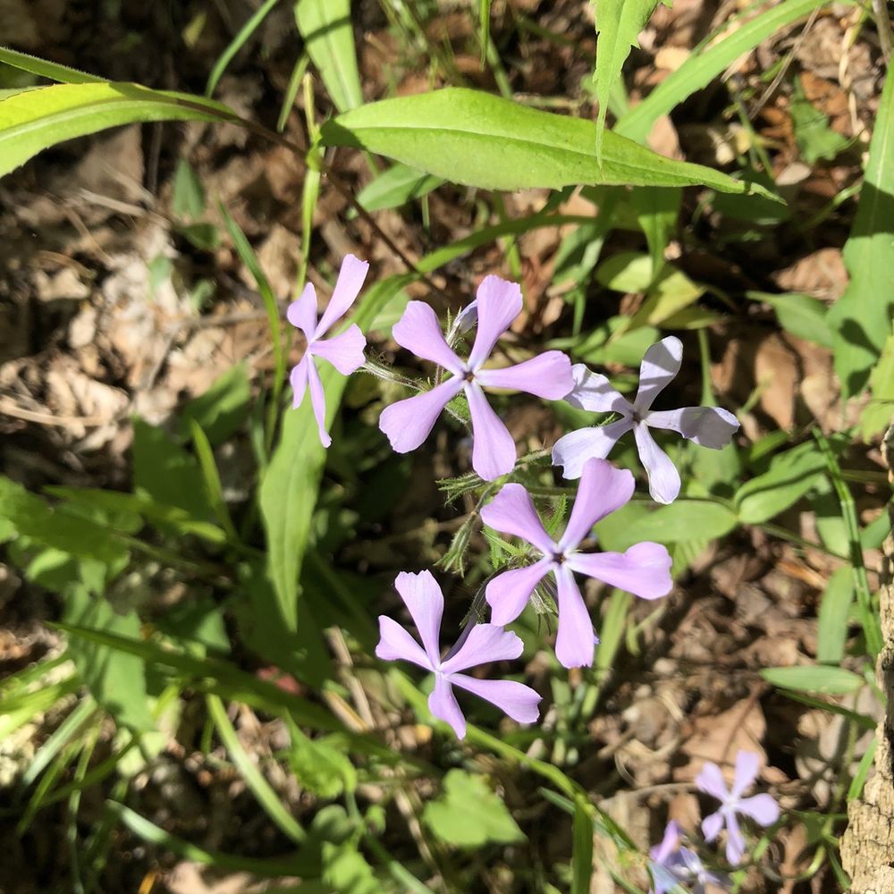 Morgan-Monroe State Forest - Flowers - Hiking Near Me - Martinsville, Indiana
