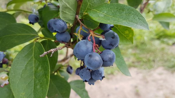 Andrews Farm Market & Winery by null