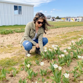 Texas-Tulips - Picking some flowers - Nurseries & Gardening Near Me - Pilot Point, Texas