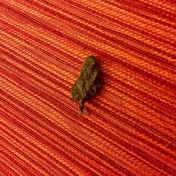 Courtyard by Marriott Boston-South Boston - Yes, that is marijuana. DRUGS found in the couch in my hotel room. - Hotels Near Me - Boston, Massachusetts Courtyard by Marriott Boston-South Boston - Yes, that is marijuana. DRUGS found in the couch in my hotel room. - Hotels Near Me - Boston, Massachusetts