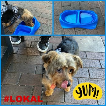 LoKal - My dog Meelo enjoying his dish as well! He ate a meatloaf from the doggie menu - Burgers Near Me - Miami, Florida LoKal - My dog Meelo enjoying his dish as well! He ate a meatloaf from the doggie menu - Burgers Near Me - Miami, Florida