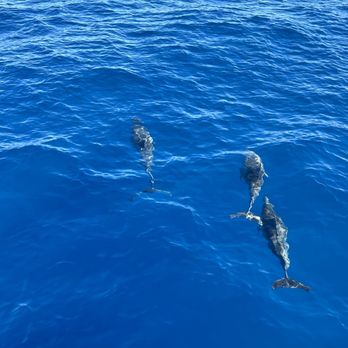 Blue Dolphin Charters - Boating Near Me - Eleele, Hawaii Blue Dolphin Charters - Boating Near Me - Eleele, Hawaii