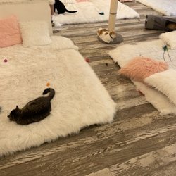 Crumbs & Whiskers - Kitten & Cat Cafe