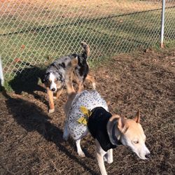 Essex Dog Park - Halloween fun at the park
