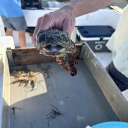 OBX Crabbing & Shrimping Charters - Oyster Toadfish